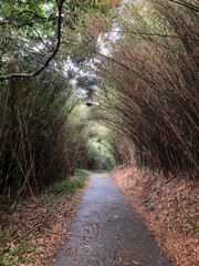 path in the forest