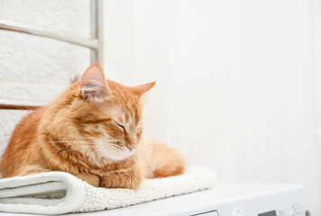 cat laying on top of washing machine