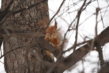squirrel on a tree