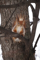 squirrel on a tree