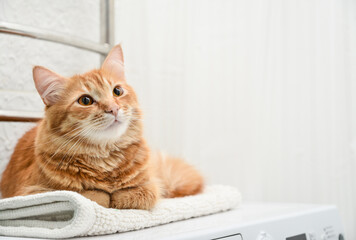 cat laying on top of washing machine - 480064263