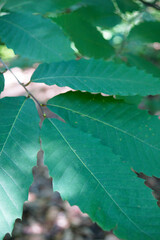 The foliage of 'Darling 4' American chestnut (Castanea dentata 'Darling 4'