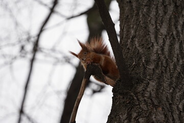Fototapeta premium squirrel in tree