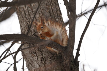 squirrel on a tree
