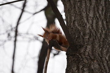 squirrel on a tree