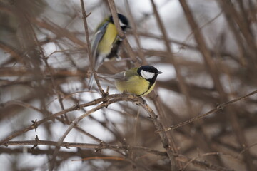 a bird in the snow