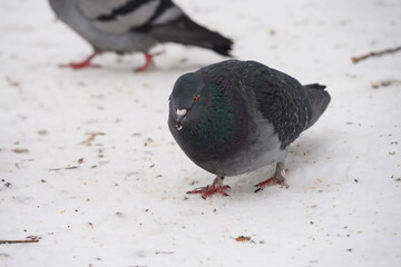 pigeon on the snow