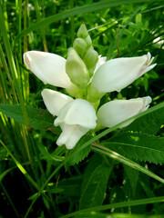 White turtlehead (Chelone glabra) in flower (bloom)