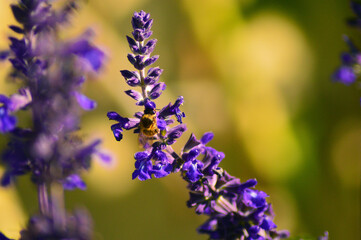 Lavanda silvestre con abeja
