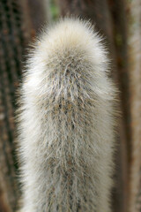 Closeup of woolly torch (Cleistocactus strausii) cactus