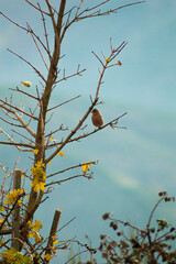 Pájaro posado en la rama de un árbol