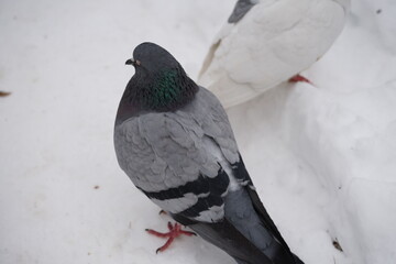 pigeon on the ground
