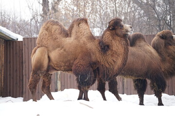 camels in the zoo
