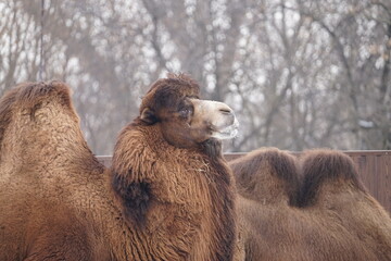 camel close up