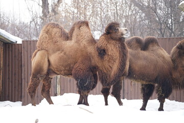 camel in the snow