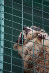 Raccoons 