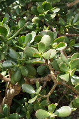 The stems and foliage of succulent jade plant (Crassula ovata)