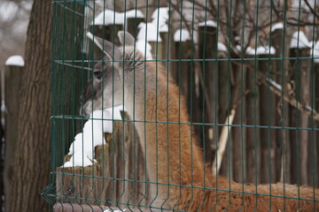 goat in the cage