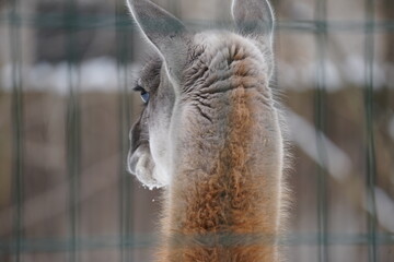 Llamas 