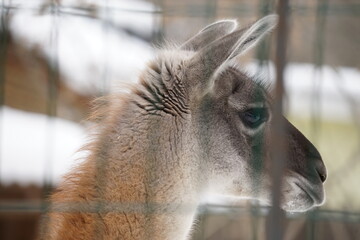 Llamas 