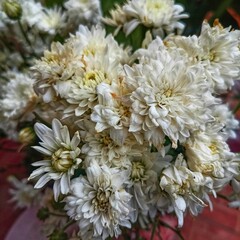 Fototapeta na wymiar bouquet of chrysanthemums