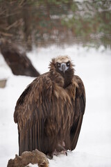 eagle in the zoo