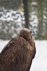 golden eagle in the zoo
