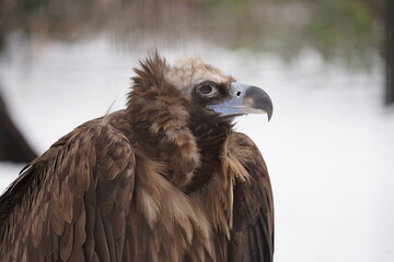 portrait of an eagle