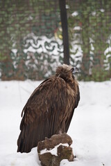 eagle in the snow