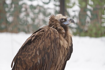 portrait of a eagle