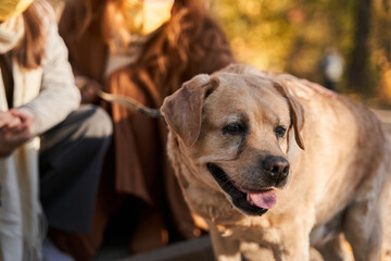 Cute golden labrador dog feeling happy while walking with his owners