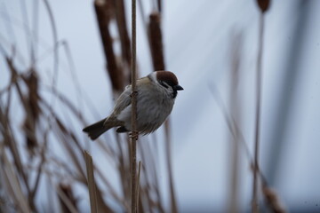 bird on a branch