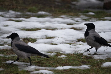 crow on the snow