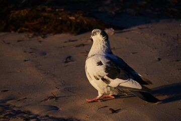 pigeon on the beach