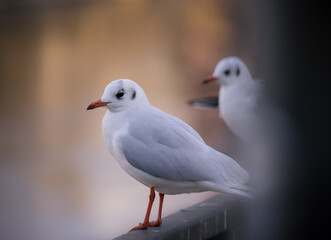 seagull on a fence