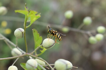 Hoverfly sitting on green plant with green berries