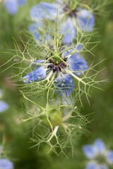 Nigella damascena. Jungfer im Grünen (blue flower)