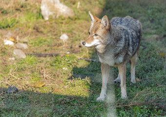 A wild coyote. Coyote in autumn day light in the forest.