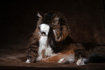 Fototapeta premium My cat