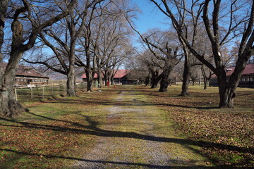 秋の晴れた日の美しい牧場の風景