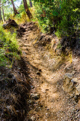 Trail in forest on summer day