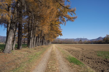 秋の晴れた日の美しい牧場の風景