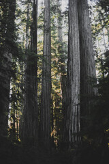 California Redwoods in Northern California 