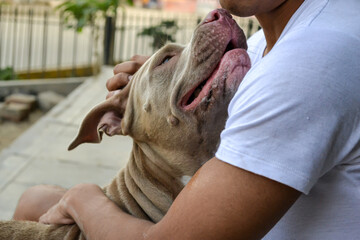 The arms of a man hugging a pitbul dog. Dog love