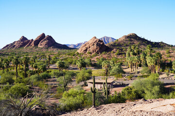 The Saguaro Cactus in Phoenix, Arizona