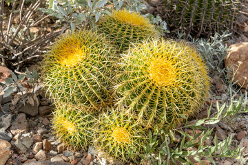 Cactus Garden in Tucson, Arizona