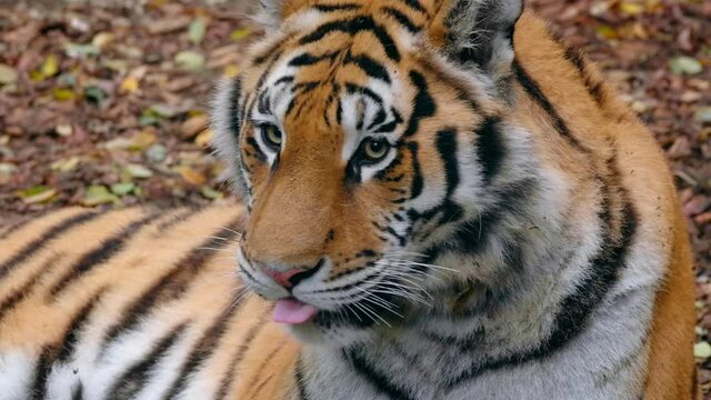 Siberian tiger (Panthera tigris altaica) tongue, hungry cat licking itself
