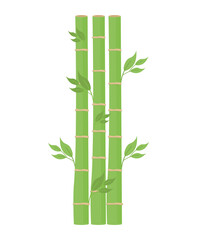 Fototapeta na wymiar green bamboo design