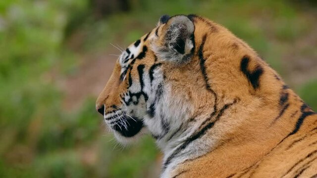 Siberian tiger (Panthera tigris altaica) portrait, beautiful cat watching the forest