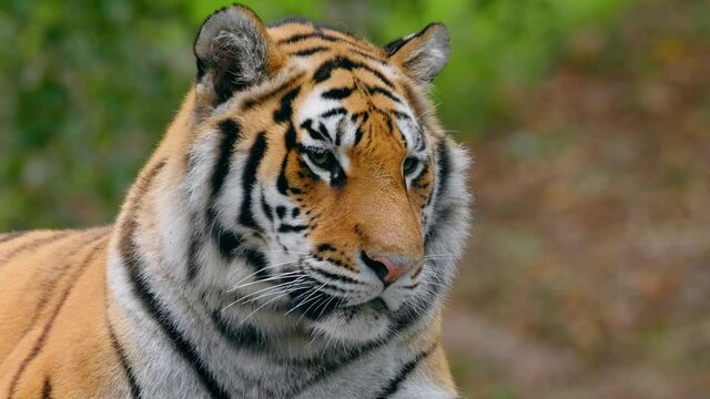 Siberian tiger (Panthera tigris altaica) portrait, beautiful cat watching the forest